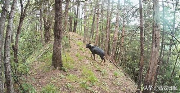 策略宝 秦岭北麓鄠邑段深山上演精彩故事国家重点保护野生动物纷纷来“打卡”